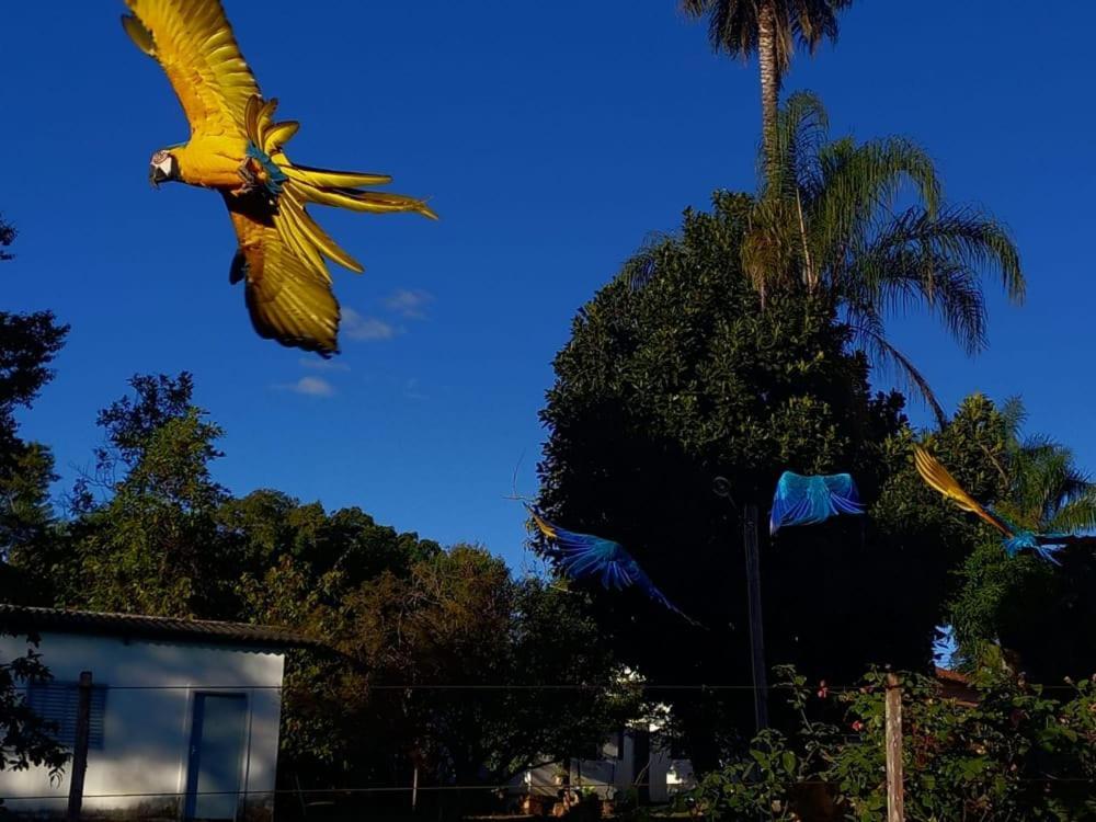 Pousada Casa Rosa Alto Paraíso de Goiás Екстериор снимка